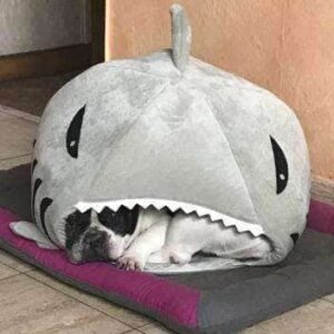 Bouledogue Avenue Panier Requin pour Chien