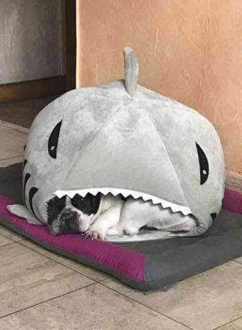 Bouledogue Avenue Panier Requin pour Chien