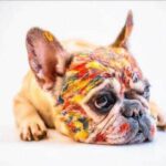 Bouledogue Avenue Pour Humains Peinture - Bouledogue français