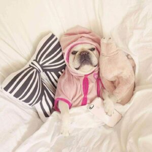 Bouledogue Avenue Pour Bouli Peluche Cochon