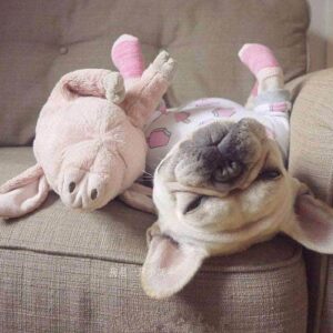Bouledogue Avenue Pour Bouli Peluche Cochon