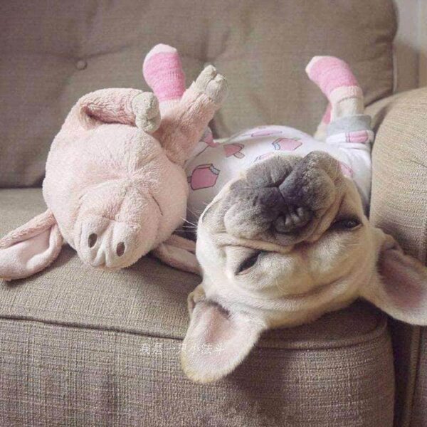 Bouledogue Avenue Pour Bouli Peluche Cochon