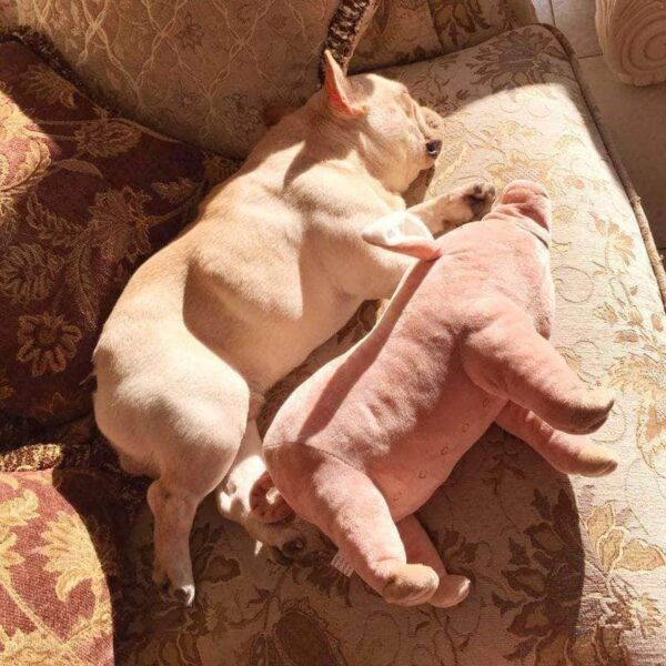 Bouledogue Avenue Pour Bouli Peluche Cochon