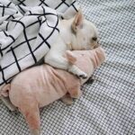 Bouledogue Avenue Pour Bouli Peluche Cochon