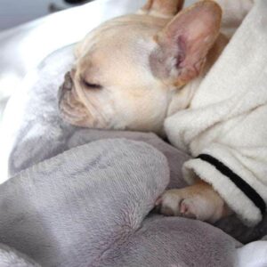 Bouledogue Avenue Peluche Eléphant Dodo Pour Chien