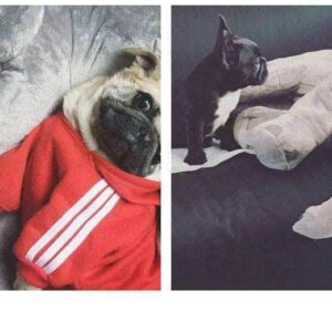 Bouledogue Avenue Peluche Eléphant Dodo Pour Chien