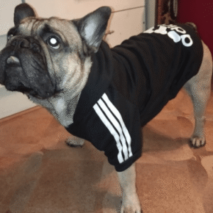 Bouledogue Avenue Pour Bouli Pull à Capuche Adidog