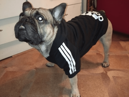 Bouledogue Avenue Pour Bouli Pull à Capuche Adidog