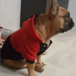 Bouledogue Avenue Pour Bouli Pull à Capuche Trois Bandes