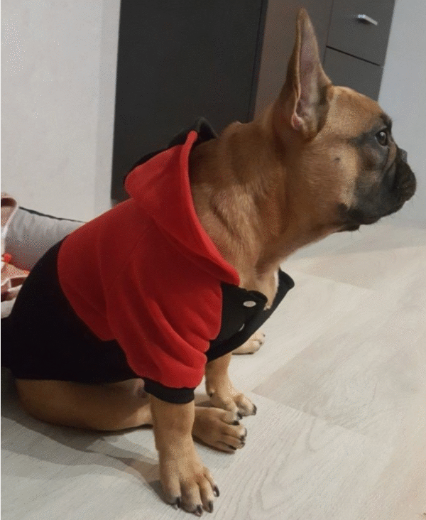 Bouledogue Avenue Pour Bouli Pull à Capuche Trois Bandes
