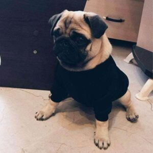 Bouledogue Avenue Pour Bouli Noir / XL Pull à Col Roulé Noir - XL