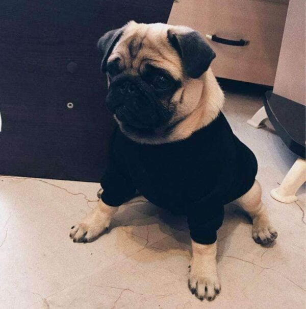 Bouledogue Avenue Pour Bouli Pull à Col Roulé
