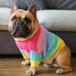 Bouledogue Avenue Pour Bouli Pull Arc-en-Ciel en Laine