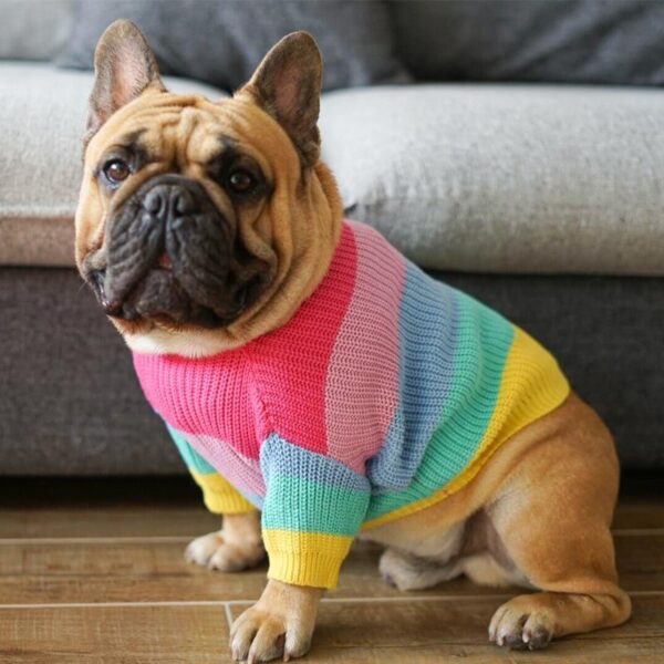 Bouledogue Avenue Pour Bouli Pull Arc-en-Ciel en Laine