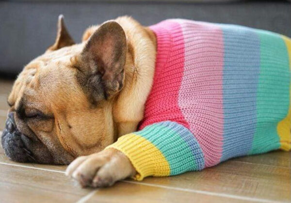 Bouledogue Avenue Pour Bouli Pull Arc-en-Ciel en Laine