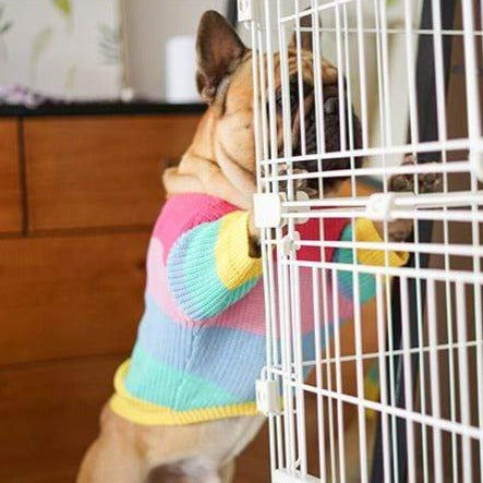 Bouledogue Avenue Pour Bouli Pull Arc-en-Ciel en Laine