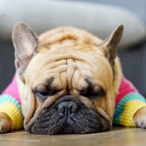Bouledogue Avenue Pour Bouli Pull Arc-en-Ciel en Laine
