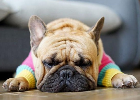 Bouledogue Avenue Pour Bouli Pull Arc-en-Ciel en Laine