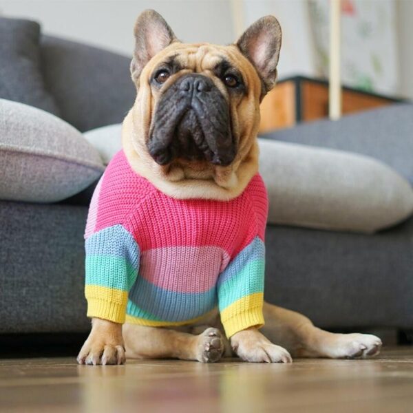 Bouledogue Avenue Pour Bouli Pull Arc-en-Ciel en Laine