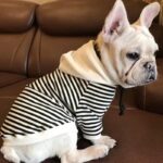 Pull Marinière à Capuche Pour Bouli