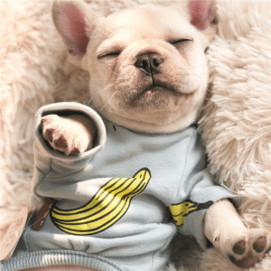Pyjama D'hiver 'Oh Banana!' Pour Bouledogue francais Dog Apparel