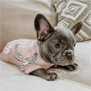 Pyjama D'hiver 'Oh Banana!' Pour Bouledogue francais Dog Apparel