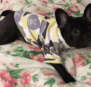 Bouledogue Avenue Sweat Camouflage Logo Bouledogue
