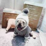 Bouledogue Avenue Sweat Capuche Pompon Pour Chien