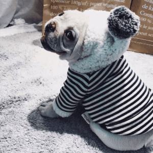 Bouledogue Avenue Sweat Capuche Pompon Pour Chien