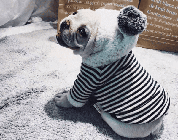 Bouledogue Avenue Sweat Capuche Pompon Pour Chien