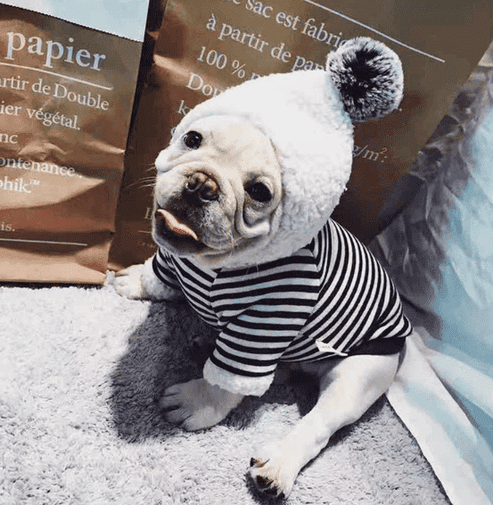 Bouledogue Avenue Sweat Capuche Pompon Pour Chien