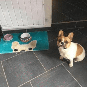 Bouledogue Avenue Pour Chez Vous Tapis de Sol Tête de Bouledogue