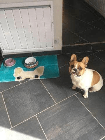 Bouledogue Avenue Pour Chez Vous Tapis de Sol Tête de Bouledogue