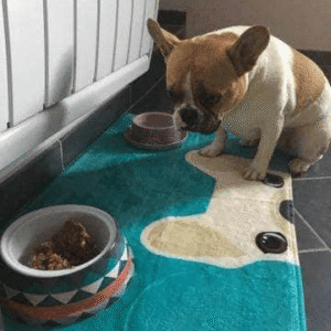 Bouledogue Avenue Pour Chez Vous Tapis de Sol Tête de Bouledogue