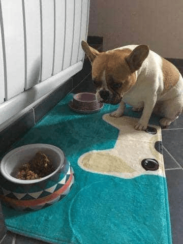 Bouledogue Avenue Pour Chez Vous Tapis de Sol Tête de Bouledogue