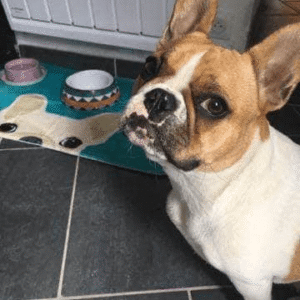 Bouledogue Avenue Pour Chez Vous Tapis de Sol Tête de Bouledogue