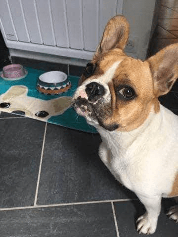 Bouledogue Avenue Pour Chez Vous Tapis de Sol Tête de Bouledogue