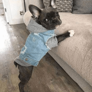 Bouledogue Avenue Pour Bouli Veste en Jean - Avec ou Sans Capuche