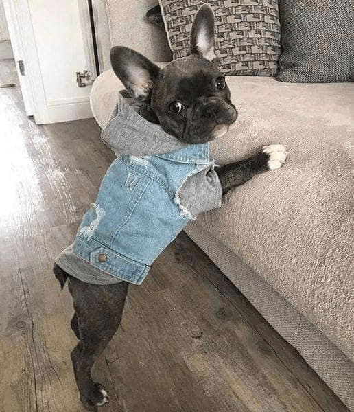 Veste en Jean - Avec ou Sans Capuche 1 Bouledogue Avenue Pour Bouli Veste en Jean - Avec ou Sans Capuche