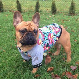 Bouledogue Avenue Veste Hawaii pour Chien