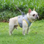 Veste Rafraîchissante Légère pour Bouledogue Francais Pour Bouli