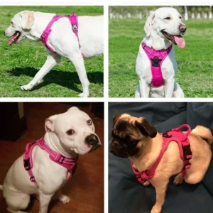 Harnais Respirant Réfléchissant pour Chien – Image 20