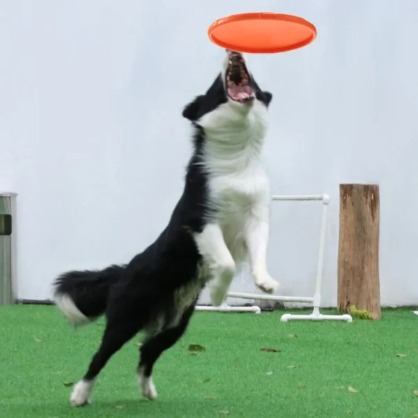 Frisbee en Silicone Souple et Résistant pour Chien 4 Frisbee en Silicone Souple et Résistant pour Chien - Bouledogue Avenue https://bouledogueavenue.com/wp-content/uploads/2026/08/S608878bf93b94a8d8b37122288f11807Y.webp