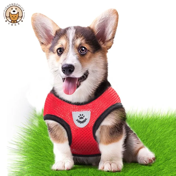 Laisse et Collier en Polyester Réglable pour Chien - Bouledogue Avenue https://bouledogueavenue.com/wp-content/uploads/2026/08/S98c1894665d34252af67ee2abb9ba34eX.webp