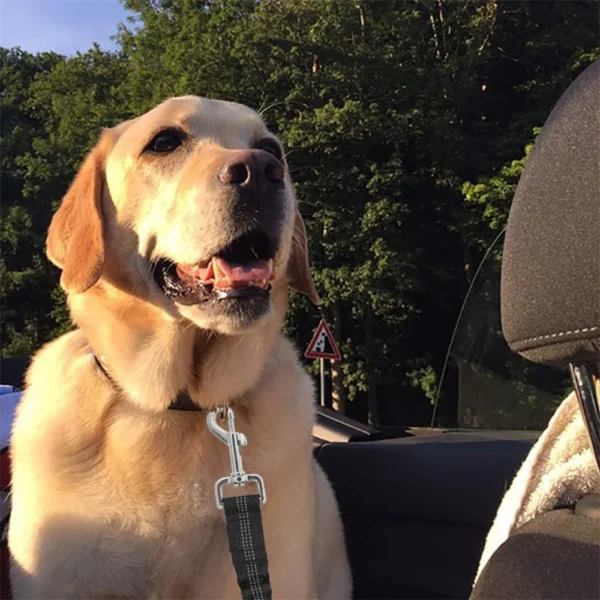 Harnais Ceinture de Sécurité Réfléchissant pour Voiture - Bouledogue Avenue https://bouledogueavenue.com/wp-content/uploads/2026/08/Sce47c3e5fa054b77950f74bcfe0a8303G.webp
