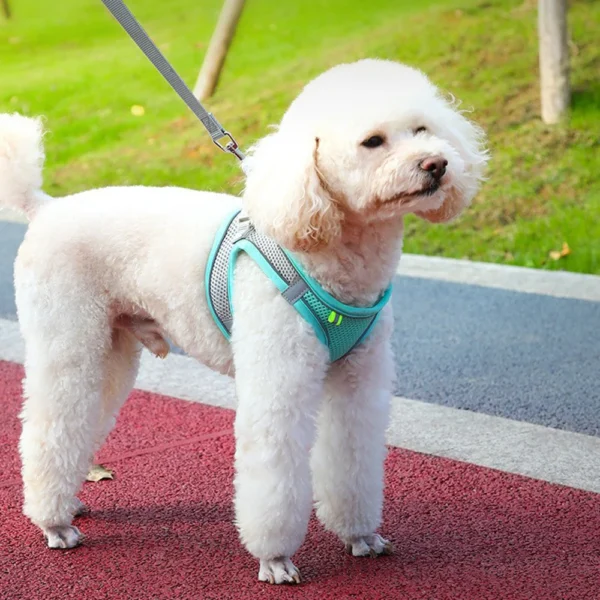 Ensemble Harnais et Laisse Réfléchissants pour Chien 11 Ensemble Harnais et Laisse Réfléchissants pour Chien - Bouledogue Avenue https://bouledogueavenue.com/wp-content/uploads/2026/08/S38f402f00a8e45ebbaa89aa648b7322fU.webp
