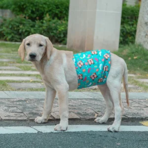 Couche Lavable pour Chien Mâle - Modèle au Choix – Image 6