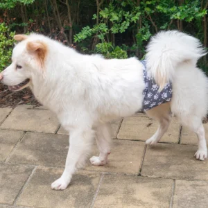 Couche Lavable BIAI pour Chien Mâle - Réutilisable – Image 15